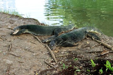 Asian water monitor (Varanus salvator) sleeping near pond