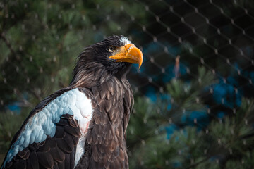 Sea Stella Eagle
