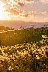 ススキが揺れる秋の草原