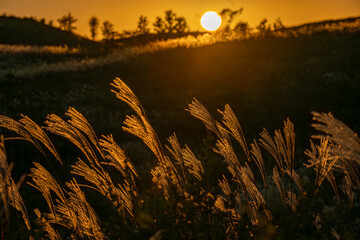 夕陽に照らされて輝くススキの穂