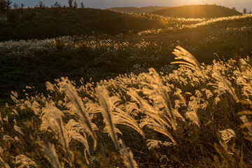 夕日に輝くススキの草原