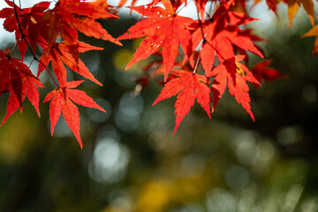 真っ赤な紅葉と背景ボケ