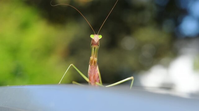 Closeup of a praying mantis hunting the bees, with a blurred green background. The insect elongated body, folded forelegs, head with visible antennae. 