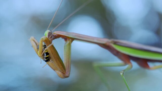 Praying mantis hunting and eating a yellowjacket wasp with a blurred background. insect sharp forelegs hold bee firmly, predatory nature and survival instincts