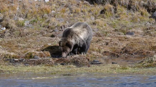 Grizzly bear quenching its thirst