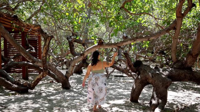 Woman walking at biggest cashew tree in the world at Cajueiro da Praia, Piaui, Brazil.