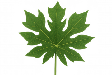 Papaya leaf with a green color and palmate shape, showing detailed venation and texture, isolated on a transparent background