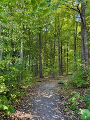A path in the woods