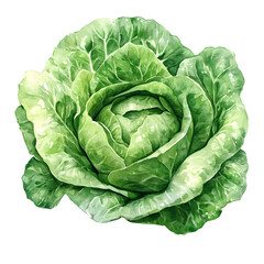 Obraz premium A water color lettuce