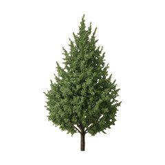 PNG Realistic evergreen tree illustration.