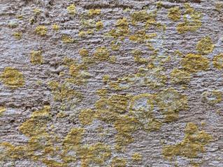 Close-up of rough grey sand and cement or concrete mix texture covered with yellow lichen patches....