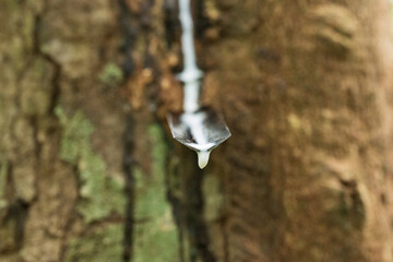 Rubber plantation after harvest in southern Thailand.Milky latex extracted from rubber trees.Hevea brasiliensis or Para trees.Tropical plant for its latex, which is harvested for rubber production.