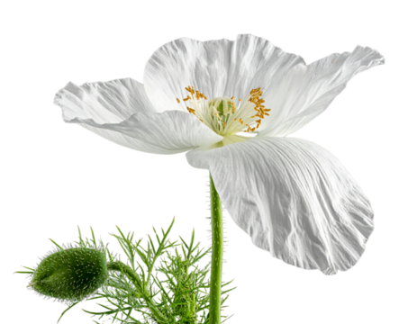 Side View of White Love-in-a-Mist Flower with Seed Pod Forming, Isolated