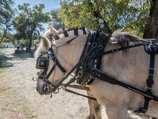 Draft Horses Side View