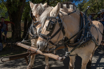 Draft Horse Closeup