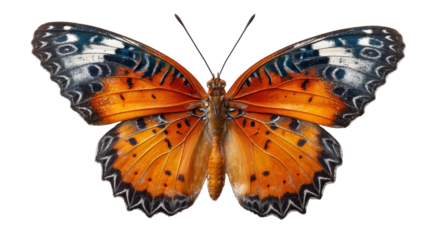 A vibrant orange butterfly with intricate black and blue markings on its wings rests against a clean white background.