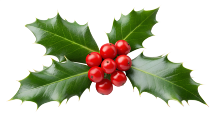 Vibrant red holly berries clustered with sharp green leaves isolated on transparent background
