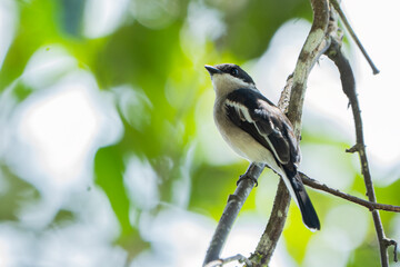 Fototapeta premium The bar-winged flycatcher-shrike is a small passerine bird usually placed in the Vangidae. It is found in the forests of tropical southern Asia.