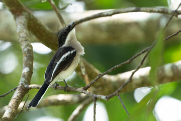 The bar-winged flycatcher-shrike is a small passerine bird usually placed in the Vangidae. It is found in the forests of tropical southern Asia.