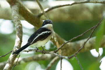 The bar-winged flycatcher-shrike is a small passerine bird usually placed in the Vangidae. It is found in the forests of tropical southern Asia.
