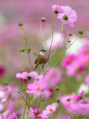 コスモスに止まるホオジロ