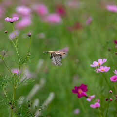 コスモス畑のノビタキの飛翔