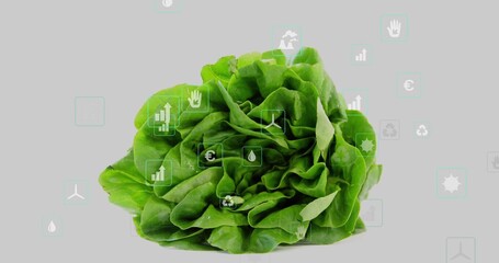 Displaying green butterhead lettuce against pale gray backdrop, overlaying sustainability icons