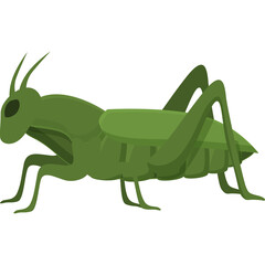 Green grasshopper insect detailed illustration on transparent background side view vector graphic isolated art