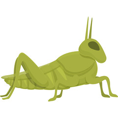 Green Grasshopper Insect Isolated on White Background Studio Shot Detailed Insect Illustration