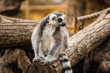 Obraz premium Ring-tailed lemur sitting on a wooden log and looking sideways with calm expression in natural warm light