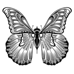 Black and white butterfly vector illustration