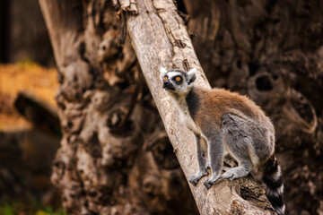 Obraz premium Ring-tailed lemur with bright orange eyes sitting alert on a tree trunk and looking upward in its natural environment