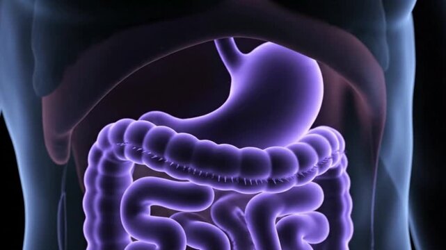 Human Digestive System Stomach Colon Intestines Anatomy Medical Illustration Body Health Digestion Internal Organs