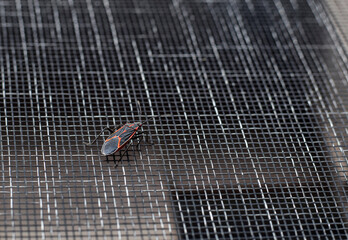 Black and red boxelder bug, Boisea trivittata, resting on a window screen outdoors, searching for a way to enter the house to hibernate