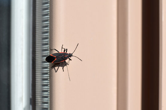 Black and red boxelder bug, Boisea trivittata, sitting on a window frame outdoors, searching for a way to enter the house to hibernate