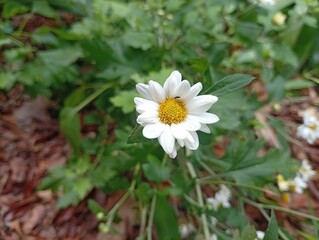 white daisy flower