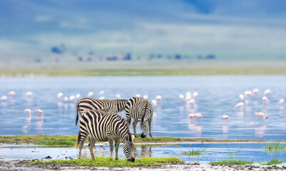 Zebras at the Lake Magadi shore in Ngorongoro Crater , Tanzania, Africa.