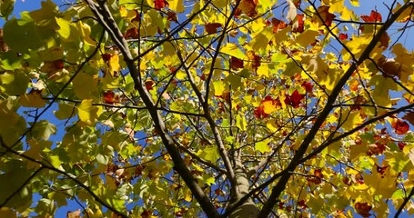 yellow and orange foliage of the tulip tree in the autumn season, bright sunny weather in the park with beautiful yellow leaves on the branches of the tree, against the clear blue sky