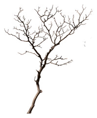 Dry Twisted Tree Branch Isolated on White Background for Design, Isolated on Transparent Background