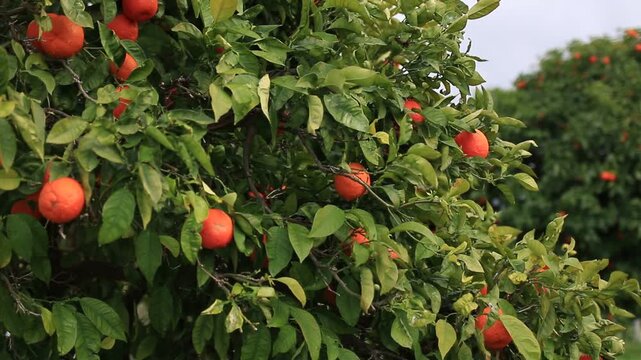 &aacute;rbol de mandarina