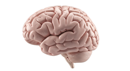 Human brain anatomy, isolated on transparent background