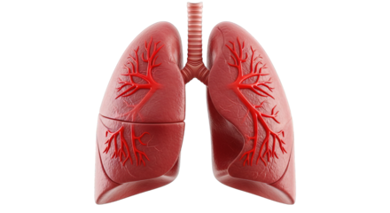 A pair of human lungs isolated on transparent background