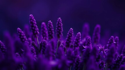 purple lavender flower