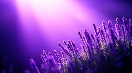 purple lavender field