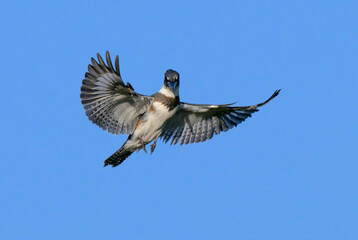 Belted kingfisher (Megaceryle alcyon) flying and hovering in blue sky, Galveston, Texas, USA