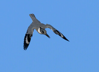 Belted kingfisher (Megaceryle alcyon) flying and hovering in blue sky, Galveston, Texas, USA