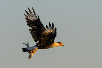 crested caracara (Caracara plancus) flying with a dead fish in the talloons at early morning, Galveston, texas, USA.