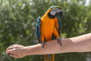 Blue and yellow macaw close-up portrait in sunlight, Ara ararauna