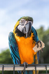 Blue and yellow macaw close-up portrait in sunlight, Ara ararauna