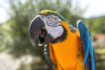 Blue and yellow macaw close-up portrait in sunlight, Ara ararauna